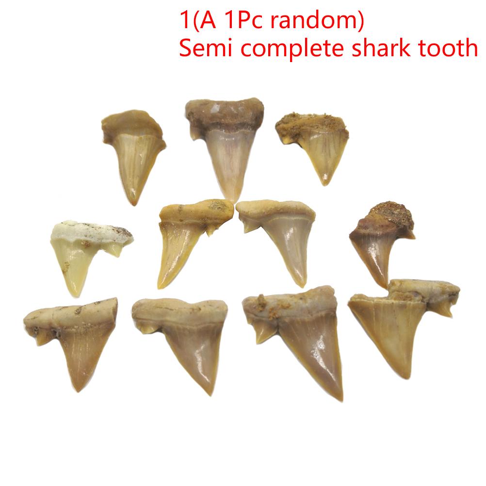 

1Pc Natural Animal Tooth Shark Tooth Mineral Specimen Gift Decorative Pendant Toys as the picture