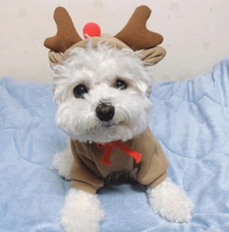 Pet Dog Hoodies Christmas Pet Cosplay Clothes Elk Winter Small Medium Leisure Warm Dog Puppy Clothes Cute Elk Cat Puppy Hoodie XS