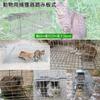 Saeda Cat Cat 66 X 26 X 23 Cat Protector for Stray Lost Small Pest and Crop Easy Assembly and Ideal for and Home Vegetable Crop Stray Cat Protection