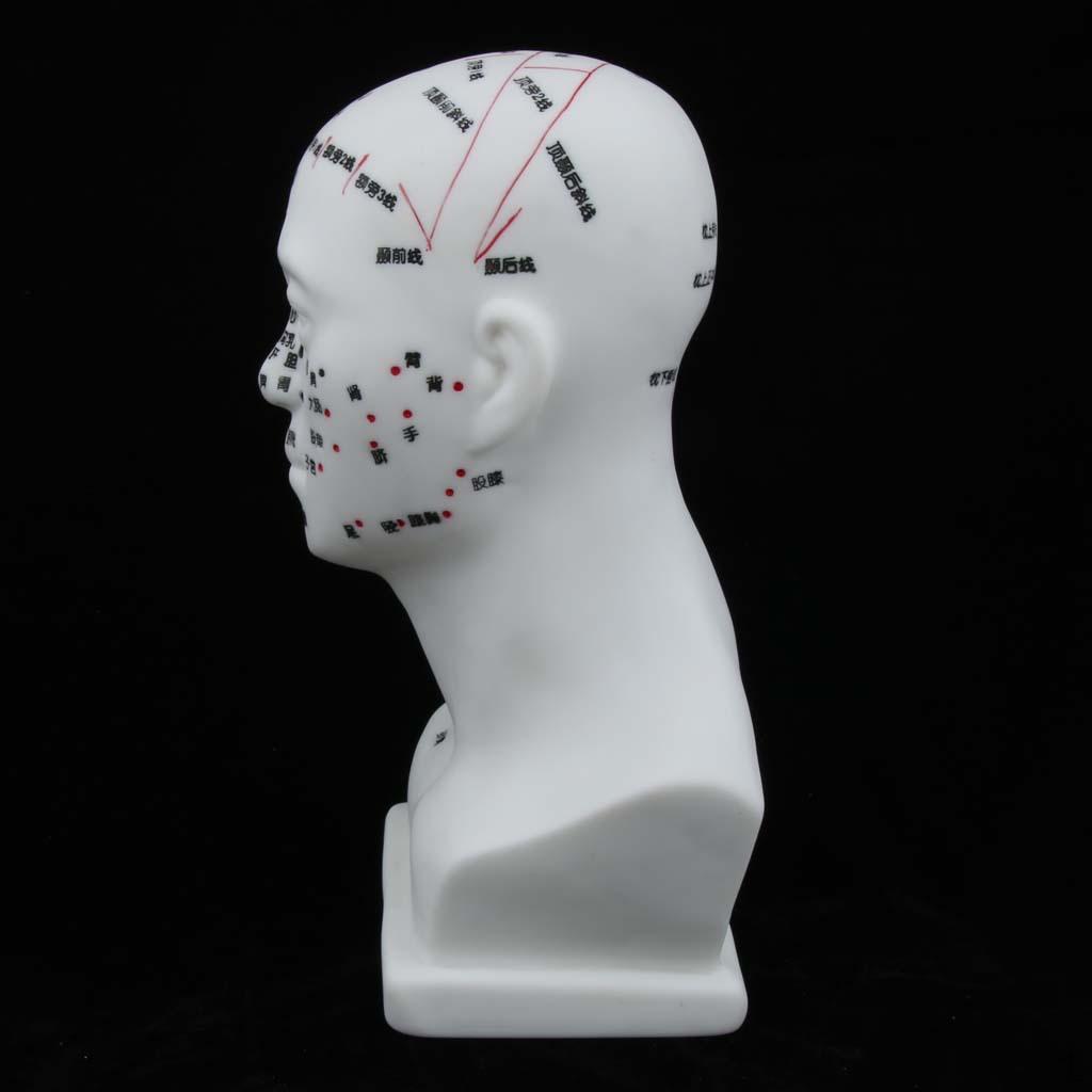 

Модель точки меридиана для преподавания обучения