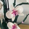 Building Blocks Orchid Flower Bouquet Set Artificial Plant Construction Toy for Home Decor & Gift Giving