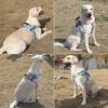 Dog Leash Explosion-proof Pet Chest and Back Strap, Medium and Large-sized Dog Anti-breakaway Dog Chest and Back Walking Leash