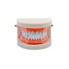 1Set 28 Teeth Dental Lab Model With Soft Gums Adult Standard Denture Demonstration Teaching Tool For Dentist Patient Education