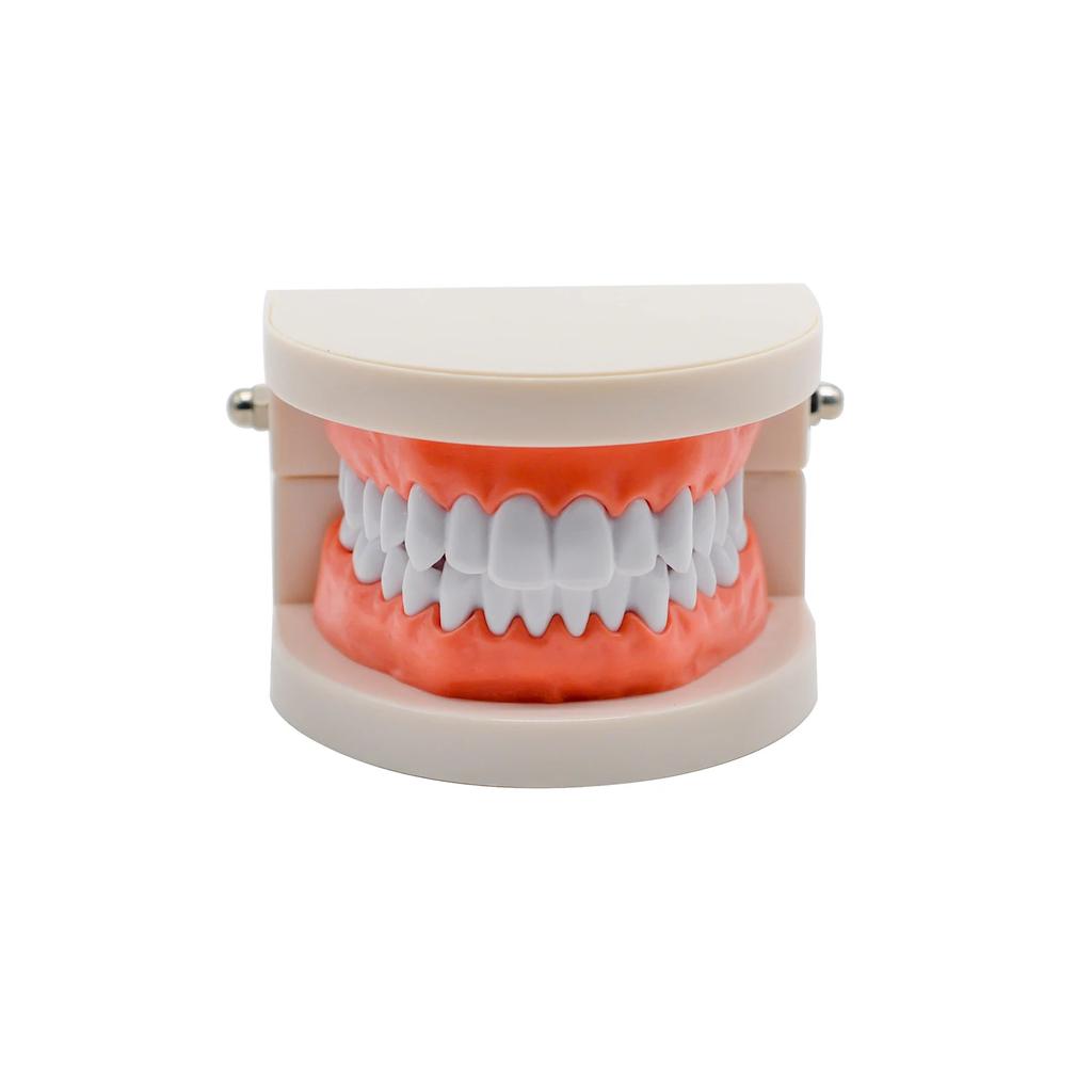 1Set 28 Teeth Dental Lab Model With Soft Gums Adult Standard Denture Demonstration Teaching Tool For Dentist Patient Education