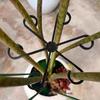 Plant Stem Support Reusable Plants Support Clips Garden Plants Accessories Flower Branches Stem Organizer Stand Fixing Clamp