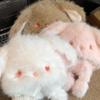 Little Rabbit Winter Plush Hat Anti-cold Fluffy Ear Protection Cap Rabbit Ears Warmer Hat  Women