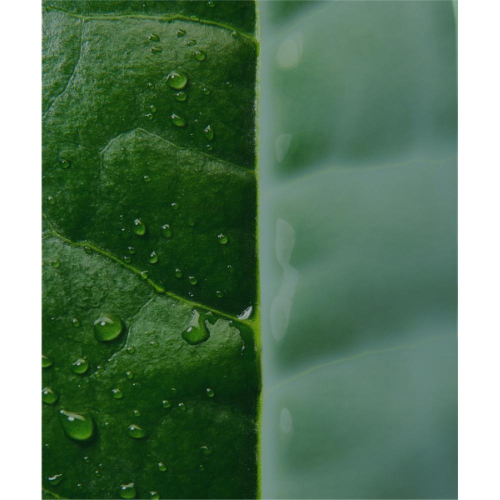 Innisfree Green Tea Ceramide Milk Essence 160ml Refill