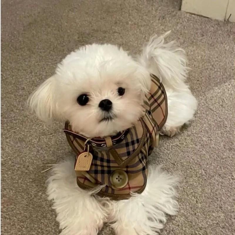 Stylish Lightweight Dog Coat Small Breeds Four English Style Hooded Windbreaker Pet Apparel