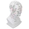 Acupuncture Point Head Model PVC White Face Massage Meridians Head Model Teaching Props 11.8 Inch