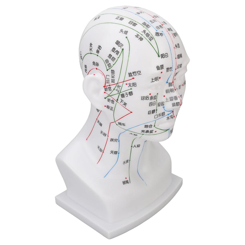 Acupuncture Point Head Model PVC White Face Massage Meridians Head Model Teaching Props 11.8 Inch