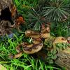 Simulation Python Solid Wildlife Model Snake Children Toy Collection Ornament