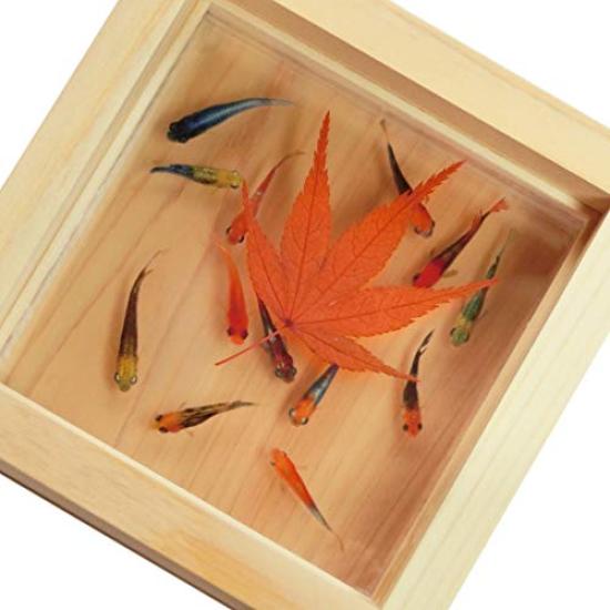 

Resin Goldfish Healing Medaka Made in Healthy Prosperous Wedding Sixtieth Autumn Maple Goldfish, Art, Art, Shining Maple [Gift Included] Japan, червоний