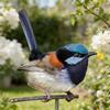 Metal Bird Home Garden Display with Color Finish and Branch Mount for Yard Fence Tree and Balcony Styling for Home Use