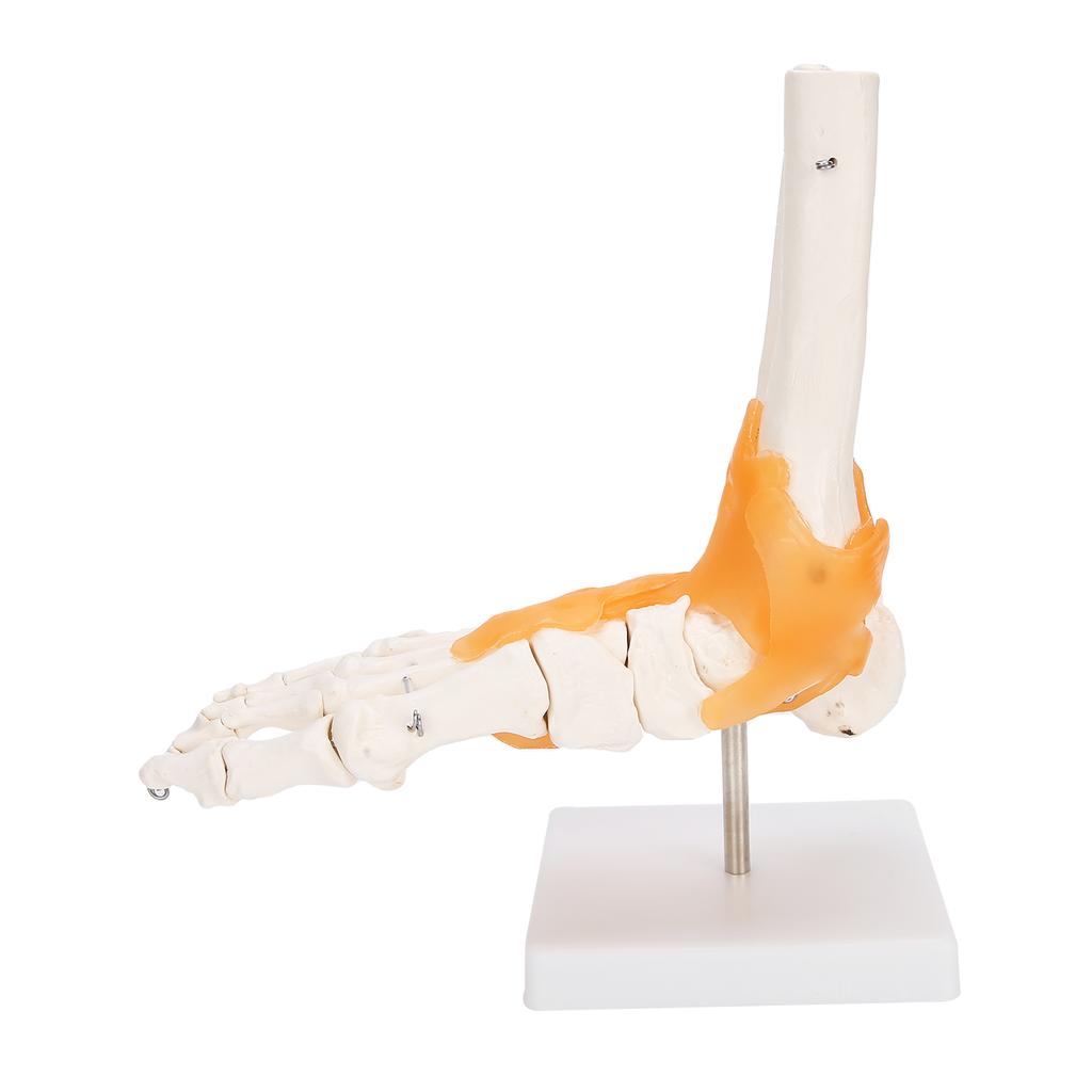 1:1 Human Foot Ankle Bone Skeleton Structure Model Foot Joint Model with Ligaments