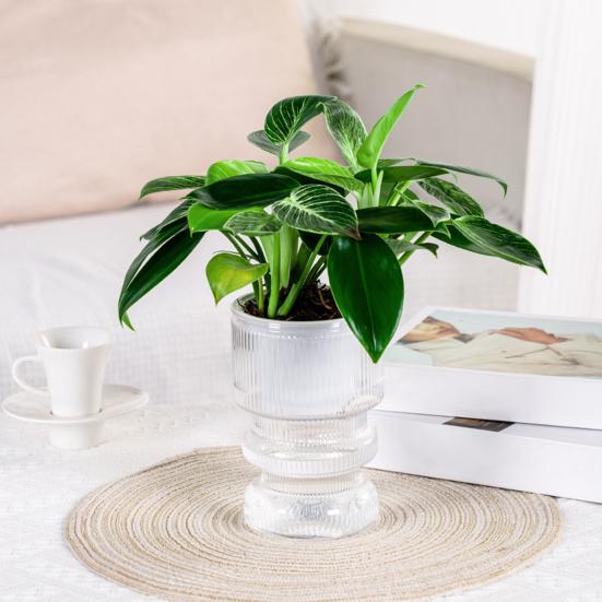 Self Watering Flowerpot with Transparent Bottle and Water Level Indicator for Indoor Plants Self-Absorbing Planter with Double-Layer Ventilation