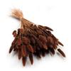 Gedroogde Lagurus - Eivormige Dmuszek - Chocoladebruin
