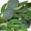 2m Artificial Faux Garland Wall Eucalyptus Garland Decor Silver Dollar Eucalyptus Greenery for Wedding Arch Leaves Vines Plant