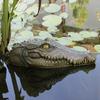 Floating Alligator Head, Pool Accessories Float Fake Alligator Head For Swimming Pool Koi Pools, Resin Ornaments Decoration For Garden Courtyard