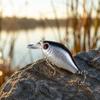 Fishing Lure Crankbait Hard Bait Artificial Bionic Fish Shape Lure with Treble Hooks for Freshwater Fishing Tackle