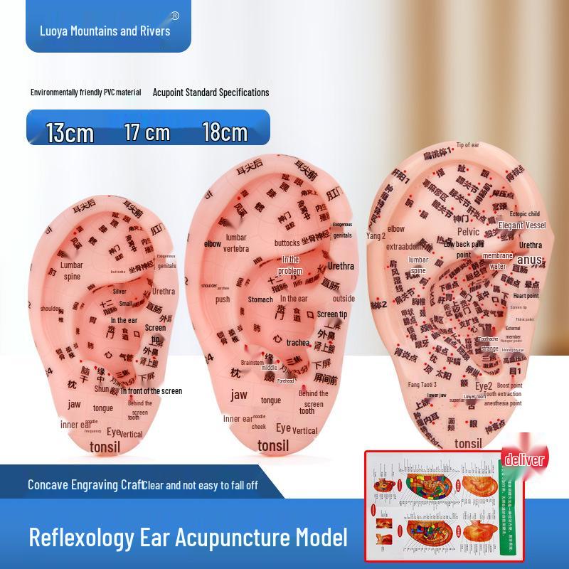 13cm, 17cm, 18cm Ear Acupuncture and Reflex Zone Model with Meridians 13cm Ear Model
