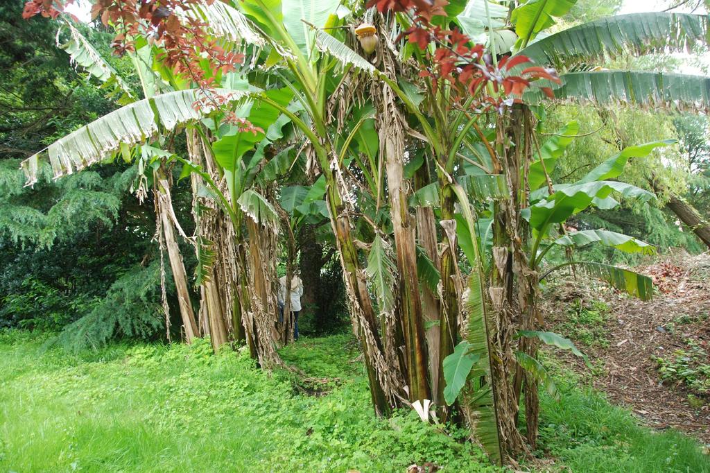 SAFLAX Common Banana - 10 Seeds - Musa X Paradisiaca