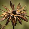 Rusted Metal Daisy Garden Stake Rustic Cornflower Decoration Decorative Plant Stake  Outdoor Lawn