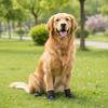 Adjustable Waterproof Dog Boots Wear-Resistant Dog Foot Cover Soft Sole Dog Socks Boots  Walking