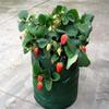 1/2/3 Stück Pflanzbeutel Gartenarbeit Blumenpflanzbeutel Luftgarten Pflanze Feuchtigkeitsspendender Atmungsaktiver Beutel Erdbeerpflanz-Aufbewahrungsbeutel