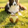 Cães – Brinquedos para cães