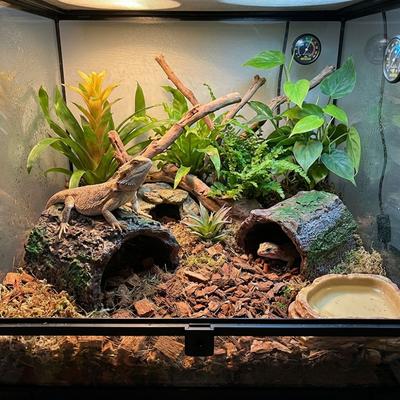 Flucht Höhle Baumloch Unterschlupf Simulation Eidechse Versteck Unterschlupf Terrarium Dekoration