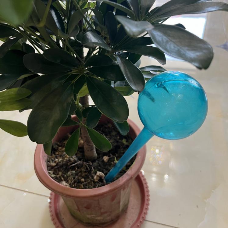 Automatyczna kula do podlewania roślin ogrodowych