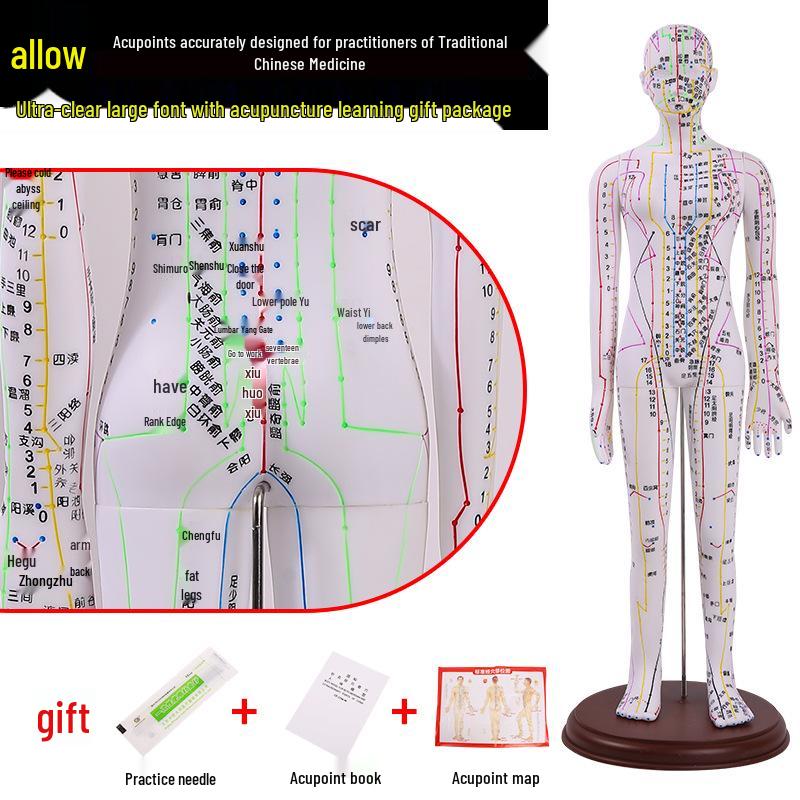 Ultra-Clear Silicone Model: Acupuncture & Meridians Teaching for Tuina Massage Practice