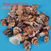 Conch Shells & Starfish for Hermit Crabs: Aquarium Decor & Drift Bottle Accessories