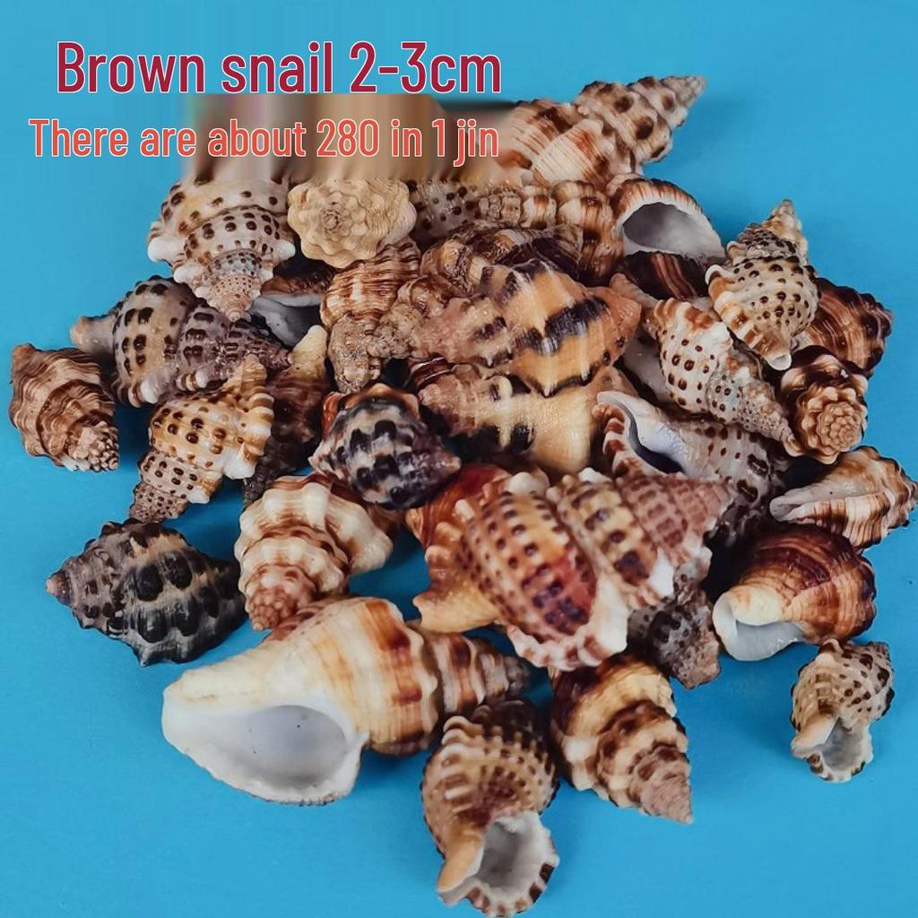 Conch Shells & Starfish for Hermit Crabs: Aquarium Decor & Drift Bottle Accessories
