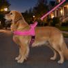 Cães – Colares e correias para cães