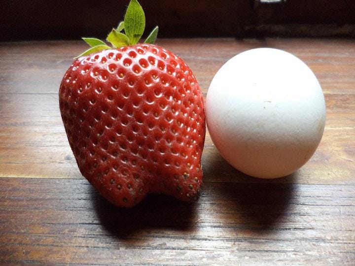 50 nasion TRUSKAWKI GIGANT MAXIM "Nasiona Świeże i Ekologiczne"