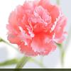Carnation Silk Flower Bouquet with Vase - Artificial Floral Arrangement for Home Decor