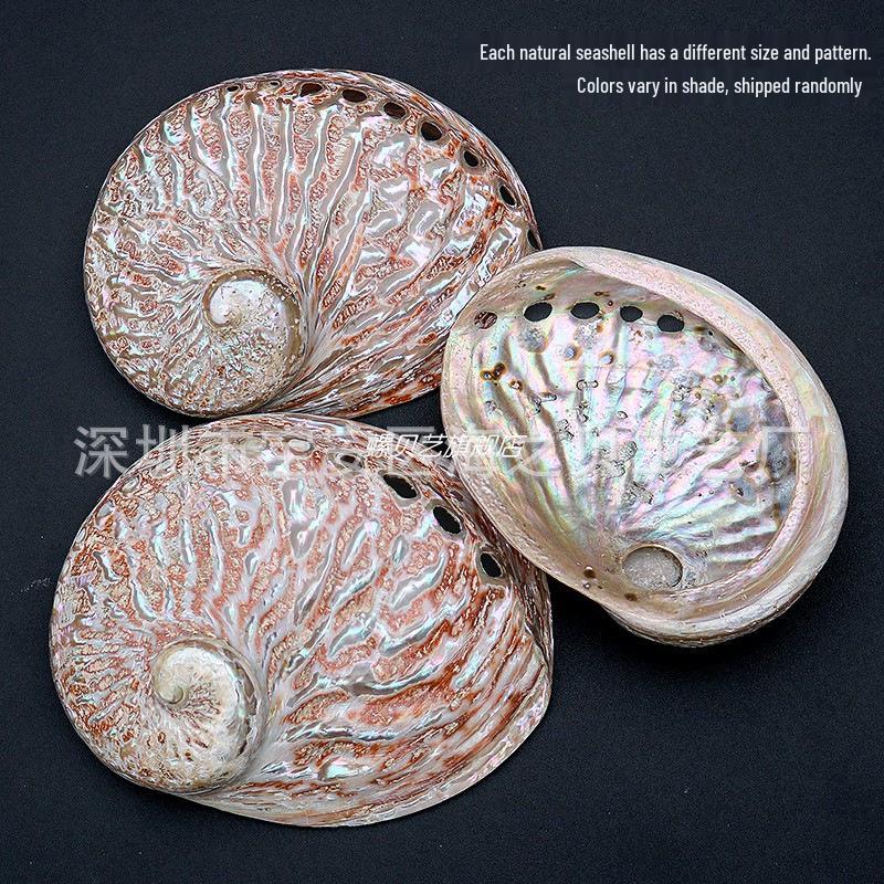 Guscio di Abalone Naturale per Arredamento Casa, Acquari, Paesaggistica e Bruciare Salvia