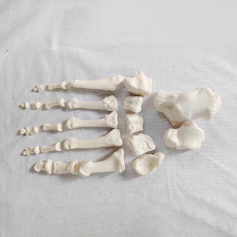 Detachable Full-Body Human Skeleton Model for Teaching & Study