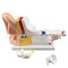Set of 2 Large Human Ear Anatomical Models with 3x Magnification