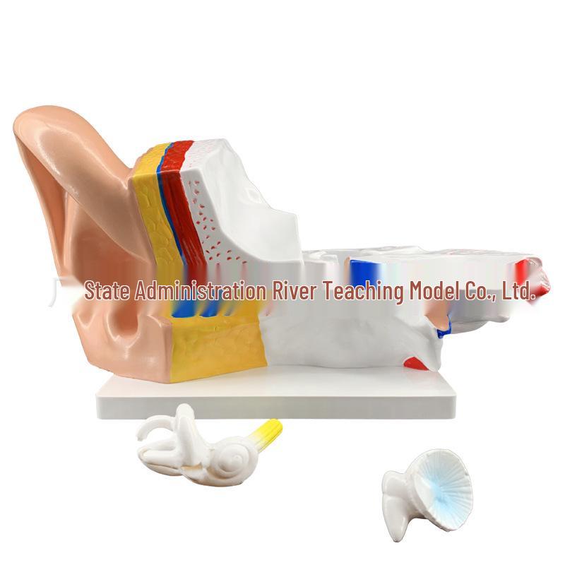 Set of 2 Large Human Ear Anatomical Models with 3x Magnification