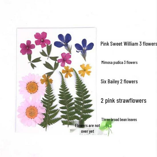 Handmade Kindergarten Collage: Real Dried Leaf and Flower Stickers for Face and Photo Decoration