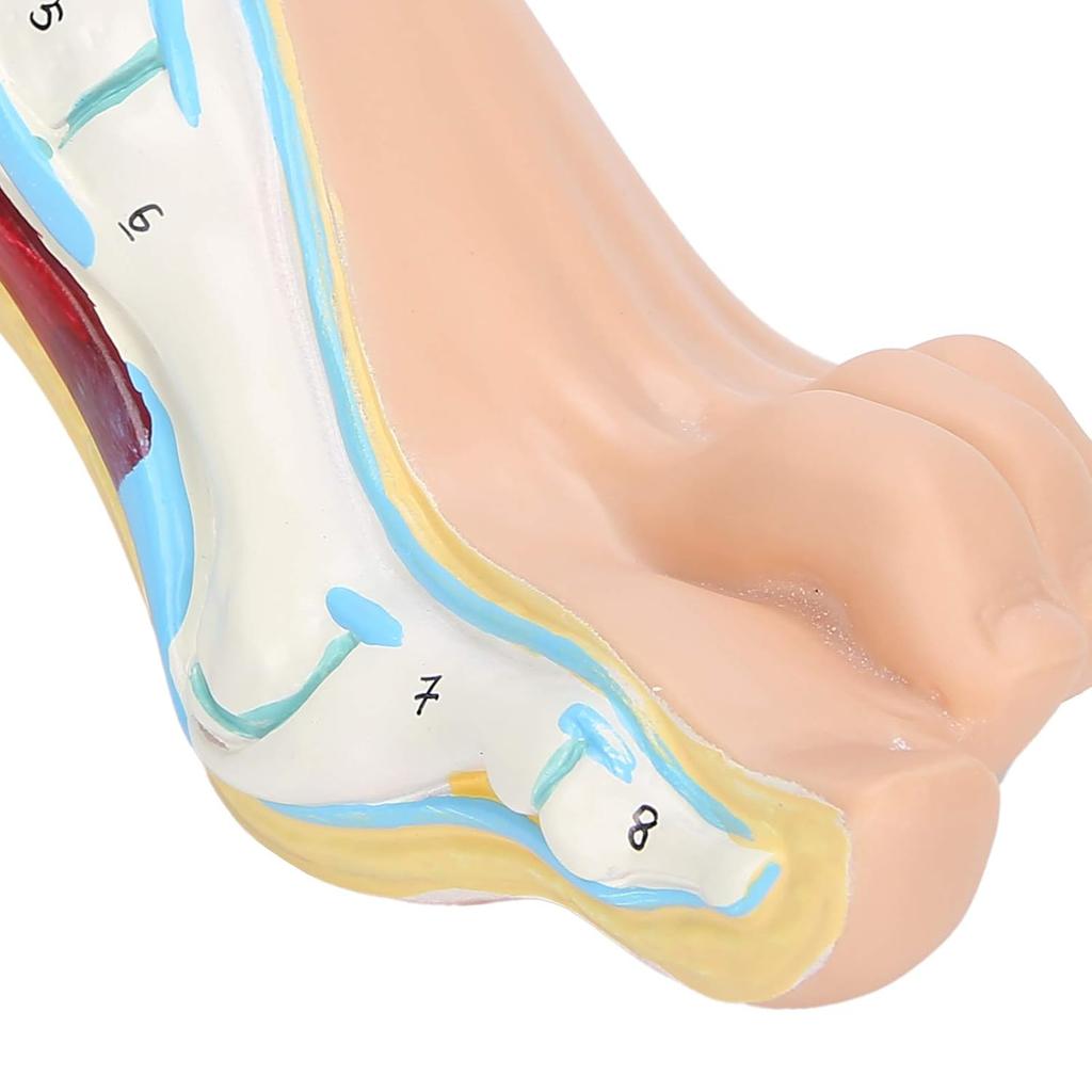 Human Foot Model for Teaching Adults Anatomy Model Research Muscle Display Explain Accessories(Arch Foot)