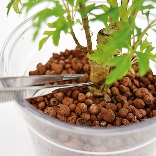 Senkichi Long Tweezers, Stainless Steel, 30cm, Perfect for Herbariums, with Serrated Edges