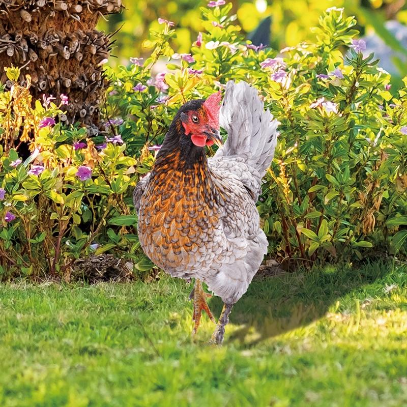 Chicken Garden Stakes Ornaments Rooster Hen Lawn Insert Signs Outdoor Decoration Animal Sculpture Statue Yard Signs