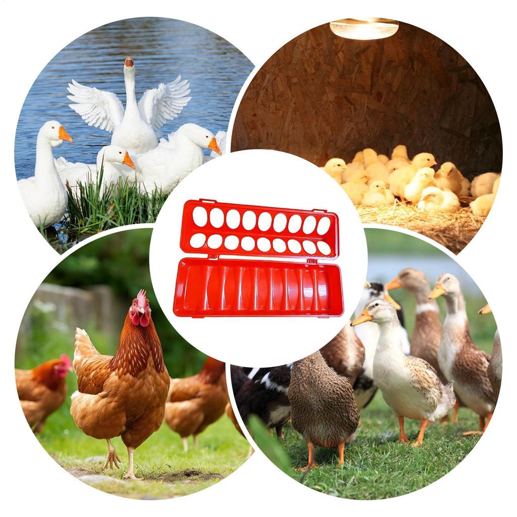 Poultry Feeder Trough Anti-waste Chicken Birds Waterer Feeding Bucket Chicken Water And Food Dispenser Bowl