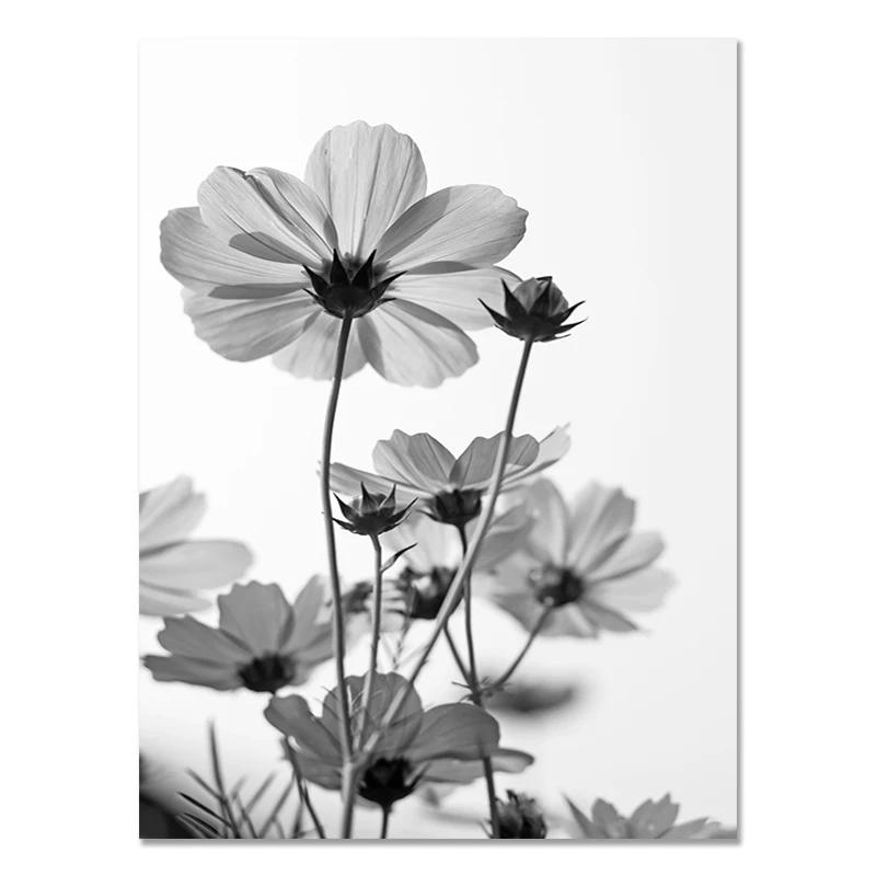 Black and White Flower Posters Print Fresh Canvas PaintingWall Art Feather Dandelion Pictures  Living Room Decoration Wall Decor