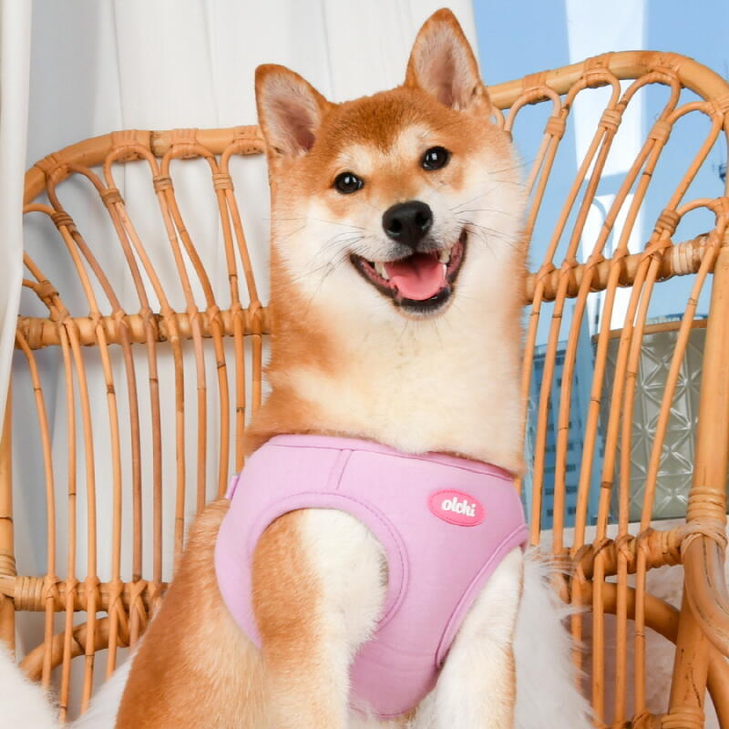 Macaron-Geschirr (OASD-HQ6028)