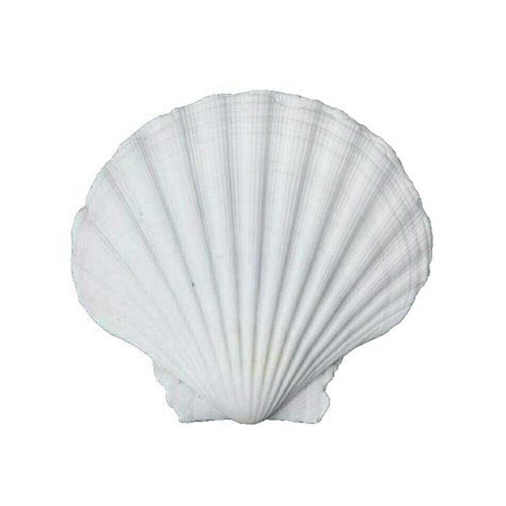 Pack of 20 Large White Scalloped Shells for Crafts Painting Baking Ocean Themed Party Decoration And Home Accent 6-8cm