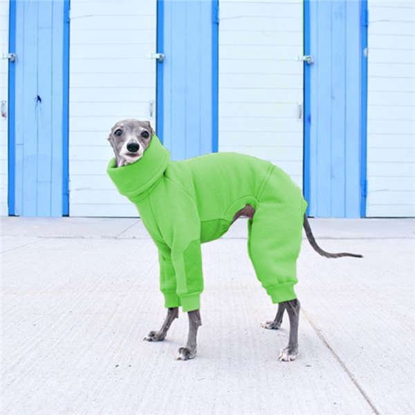 dog wearing turtleneck